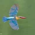 Stork-billed_Kingfisher-230205-166MSDCF-FYP01428-W.jpg