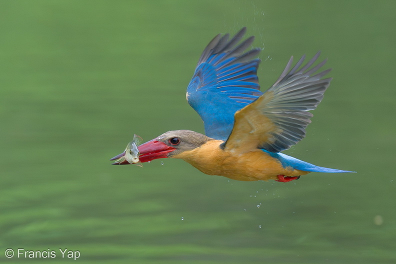 Stork-billed_Kingfisher-240321-220MSDCF-FYP01135-W.jpg