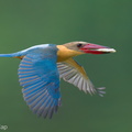 Stork-billed_Kingfisher-240326-220MSDCF-FYP04881-W.jpg