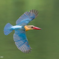 Stork-billed_Kingfisher-240527-230MSDCF-FYP06056-W.jpg