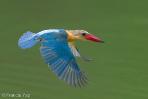 Stork-billed Kingfisher-240527-230MSDCF-FYP06844-W.jpg