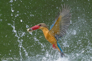 Stork-billed Kingfisher-240527-230MSDCF-FYP06910-W.jpg