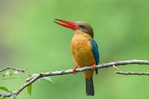 Stork-billed Kingfisher-250120-255MSDCF-FYP00640-W.jpg