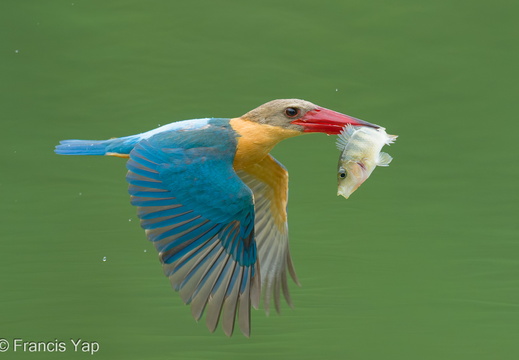 Stork-billed Kingfisher - display this album Stork-billed Kingfisher