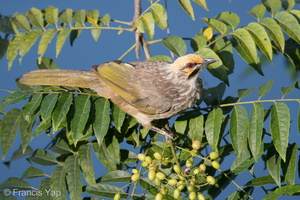 Straw-headed Bulbul-180322-108ND500-FYP_6165-W.jpg