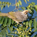 Straw-headed_Bulbul-180322-108ND500-FYP_6165-W.jpg