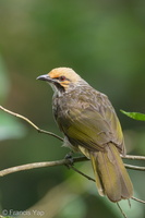 Straw-headed Bulbul-180424-116EOS1D-F1X23899-W.jpg