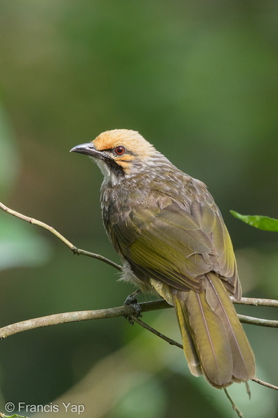 Straw-headed_Bulbul-180424-116EOS1D-F1X23899-W.jpg