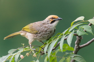 Straw-headed Bulbul-191207-107MSDCF-FYP01045-W.jpg