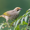 Straw-headed_Bulbul-191207-107MSDCF-FYP01045-W.jpg