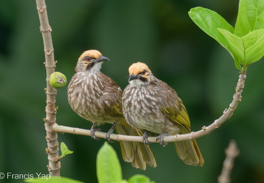 Straw-headed Bulbul