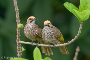 Straw-headed Bulbul-200411-115MSDCF-FYP03940-W.jpg