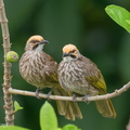 Straw-headed_Bulbul-200411-115MSDCF-FYP03940-W.jpg