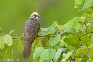 Straw-headed Bulbul-210525-111MSDCF-FRY01965-W.jpg