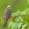 Straw-headed_Bulbul-210525-111MSDCF-FRY01965-W.jpg