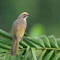 Straw-headed_Bulbul-260306-159FRYAP-FYA05607-W.jpg