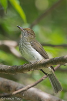 Streaked Bulbul-141228-101EOS7D-FY7D4006-W.jpg