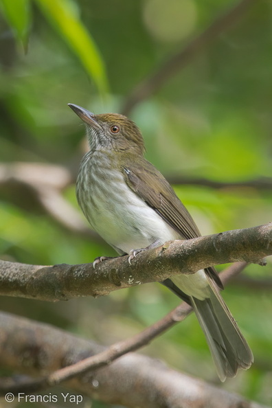 Streaked_Bulbul-141228-101EOS7D-FY7D4006-W.jpg