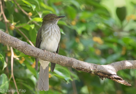 Streaked Bulbul