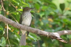 Streaked Bulbul-141228-101EOS7D-FY7D4094-W.jpg