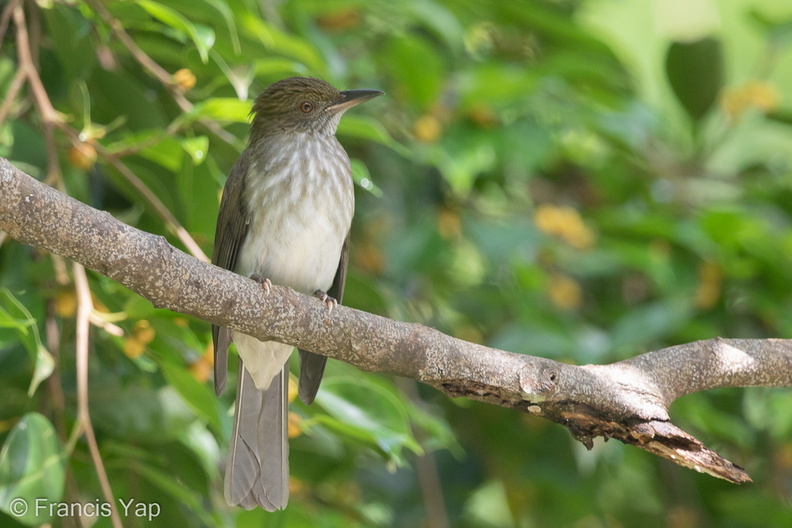 Streaked_Bulbul-141228-101EOS7D-FY7D4094-W.jpg