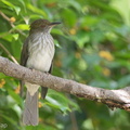 Streaked_Bulbul-141228-101EOS7D-FY7D4094-W.jpg