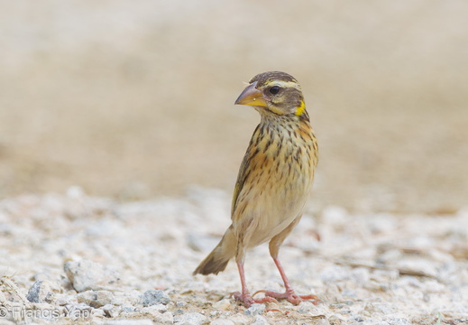 Streaked Weaver