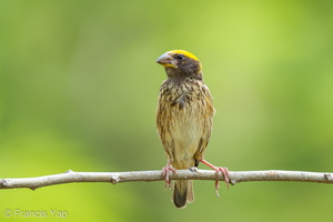 Streaked Weaver-120624-111EOS1D-FYAP9329-W.jpg