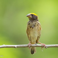 Streaked_Weaver-120624-111EOS1D-FYAP9329-W.jpg