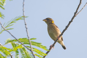 Streaked Weaver-140624-117EOS1D-FY1X3592-W.jpg