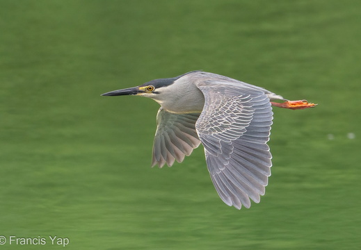 Striated Heron