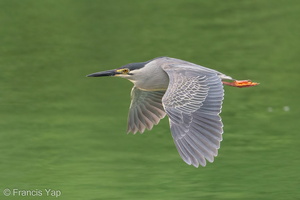 Striated Heron-170510-100ND500-FYP_0479-W.jpg