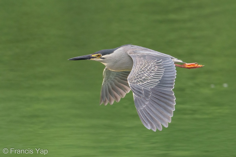 Striated_Heron-170510-100ND500-FYP_0479-W.jpg