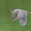 Striated_Heron-170510-100ND500-FYP_0479-W.jpg