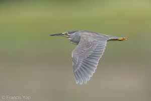 Striated Heron-200829-116MSDCF-FYP08151-W.jpg