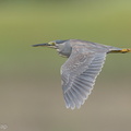 Striated_Heron-200829-116MSDCF-FYP08151-W.jpg