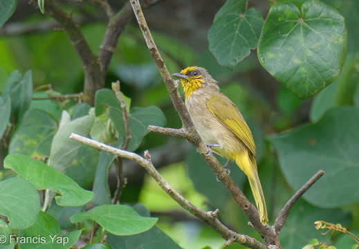 Singapore / Birds / Stripe-throated Bulbul - display this album Stripe-throated Bulbul