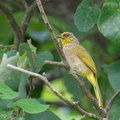 Stripe-throated_Bulbul-250504-106FRYAP-FYA02984-W.jpg
