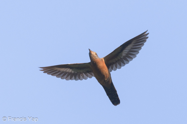 Sunda_Brush_Cuckoo-190701-118ND500-FYP_1040-W.jpg