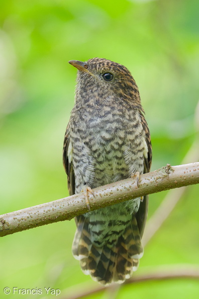 Sunda_Brush_Cuckoo-250713-114FRYAP-FYA09421-W.jpg