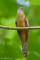Sunda Brush Cuckoo-260428-186FRYAP-FYA03937-W.jpg