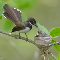 Sunda_Pied_Fantail-140613-117EOS1D-FY1X0984-W.jpg