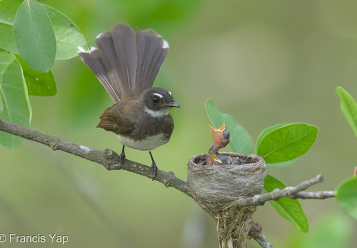 Singapore / Birds / Sunda Pied Fantail - display this album Sunda Pied Fantail