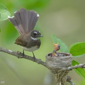 Sunda_Pied_Fantail-140613-117EOS1D-FY1X1419-W.jpg