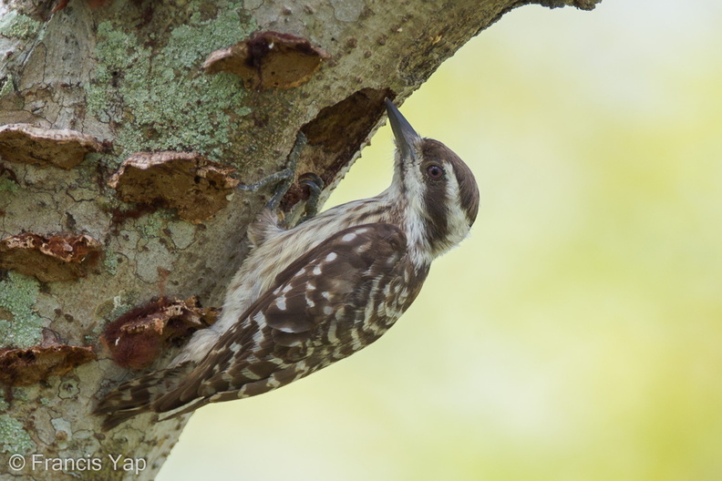 Sunda_Pygmy_Woodpecker-110403-101EOS1D-FYAP6761-W.jpg