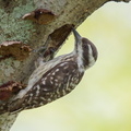 Sunda_Pygmy_Woodpecker-110403-101EOS1D-FYAP6761-W.jpg