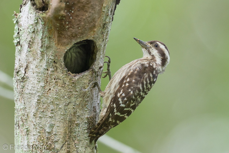 Sunda_Pygmy_Woodpecker-220320-142MSDCF-FRY07618-W.jpg