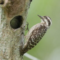 Sunda_Pygmy_Woodpecker-220320-142MSDCF-FRY07618-W.jpg