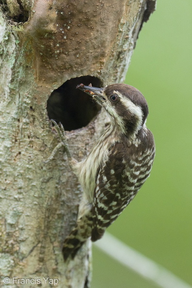 Sunda_Pygmy_Woodpecker-220320-142MSDCF-FRY08026-W.jpg