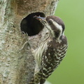 Sunda_Pygmy_Woodpecker-220320-142MSDCF-FRY08026-W.jpg